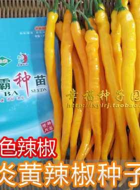 【炎黄线辣椒种子】黄色线椒种子 春秋种植 产量高 可盆栽 黄皮椒