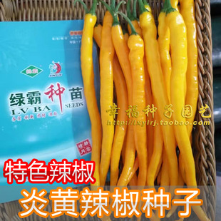 【炎黄线辣椒种子】黄色线椒种子 春秋种植 产量高 可盆栽 黄皮椒