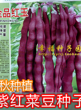 【紫色四季豆种子】紫红菜豆种子玉豆豆角架豆种子春秋播金品红玉