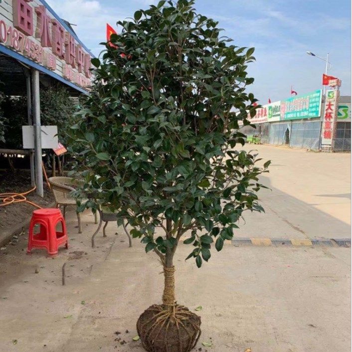 庭院耐寒花卉植物山茶花树苗四季常青耐冬耐冻茶花树苗绿化树苗
