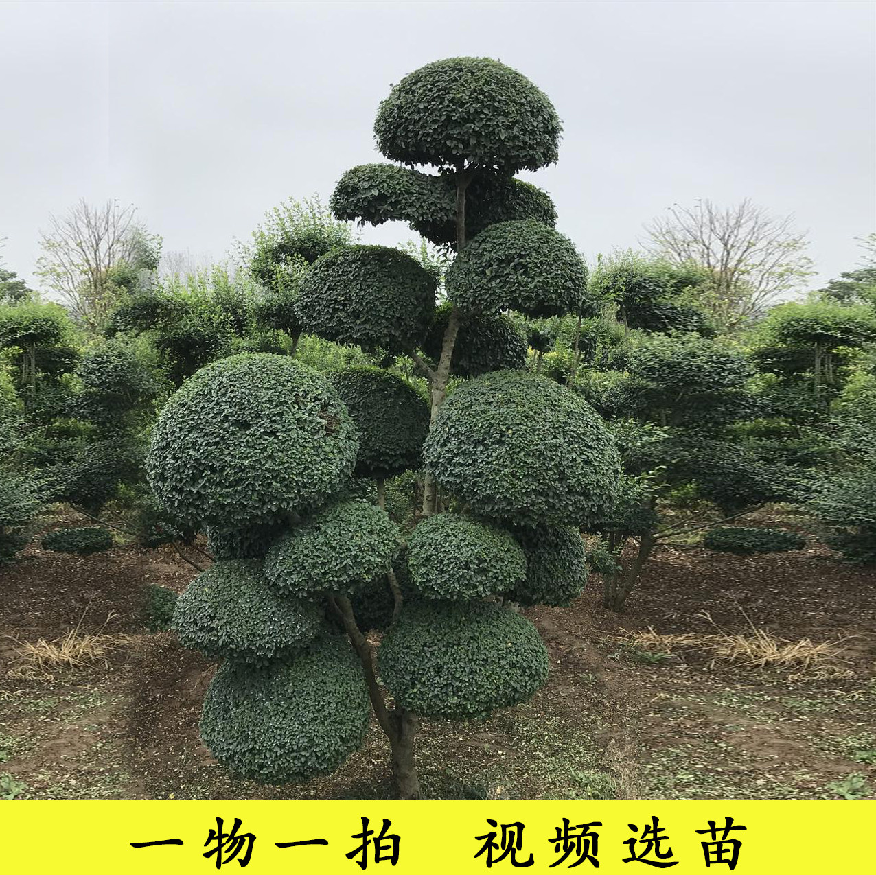 苗圃直销小叶女贞造型盆景树桩球形树苗庭院别墅绿化植物小区绿化