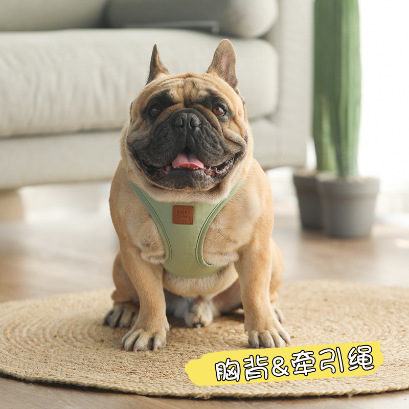 法斗韩国gallery可爱牵引绳