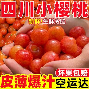 新鲜水果攀枝花米易黄水晶土脆甜樱桃冷链空运 四川小樱桃恩特当季