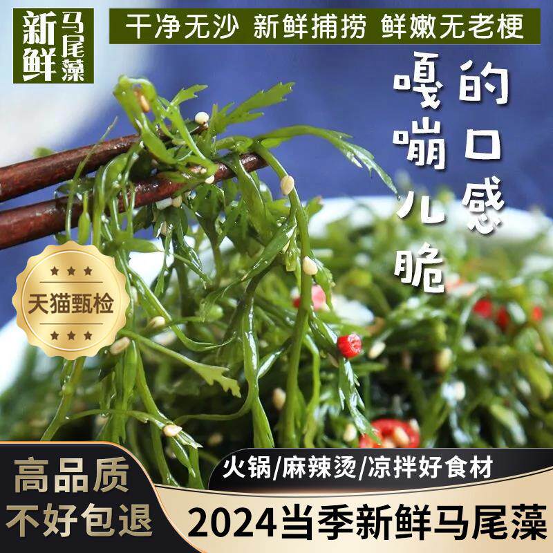 热销正宗旗舰店鞭炮笋长寿菜火锅海藻菜半干货商用海草马尾藻长寿