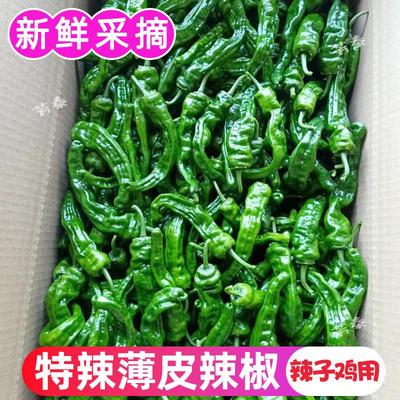 现货速发山东枣庄薄皮辣椒辣子鸡辣椒新鲜皱皮螺丝椒超辣青椒特辣