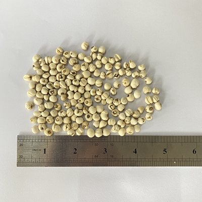 好川贝 川贝母 怀中抱月 松贝尖贝 珍珠贝 米贝四川100g500元