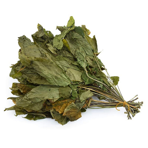 人参叶人参茎叶泡茶中药材