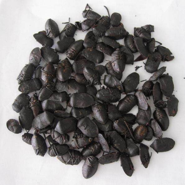 九香虫 打屁虫 清水货 半翅目 500g克包邮 初级农产品