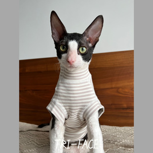 三角脸无毛德文阿比暹罗东短豹猫衣服棕蓝条纹亲肤春秋