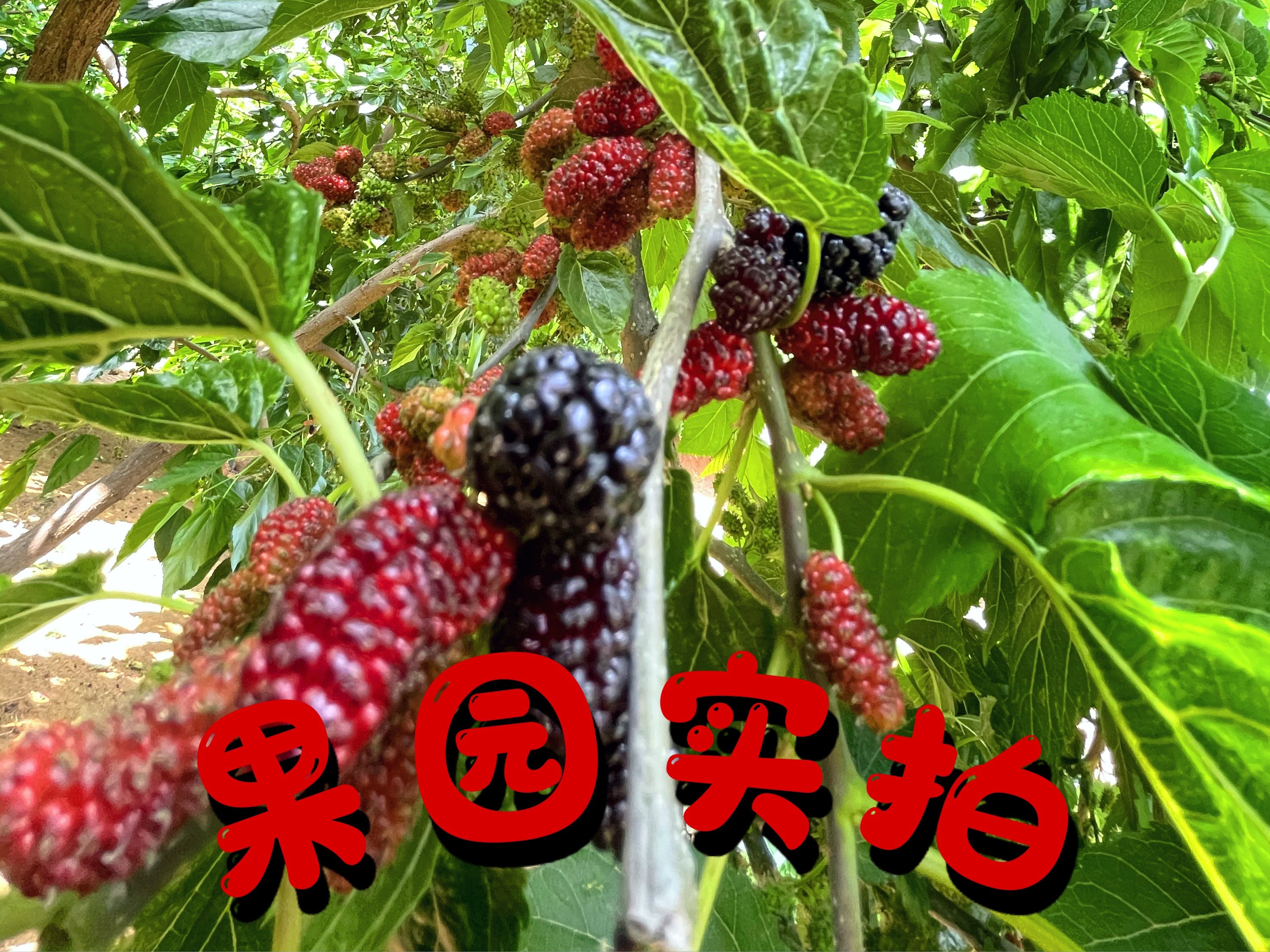 攀枝花新款寻味桑椹类良品黑桑葚干即食免洗500g纯手工水果非新疆