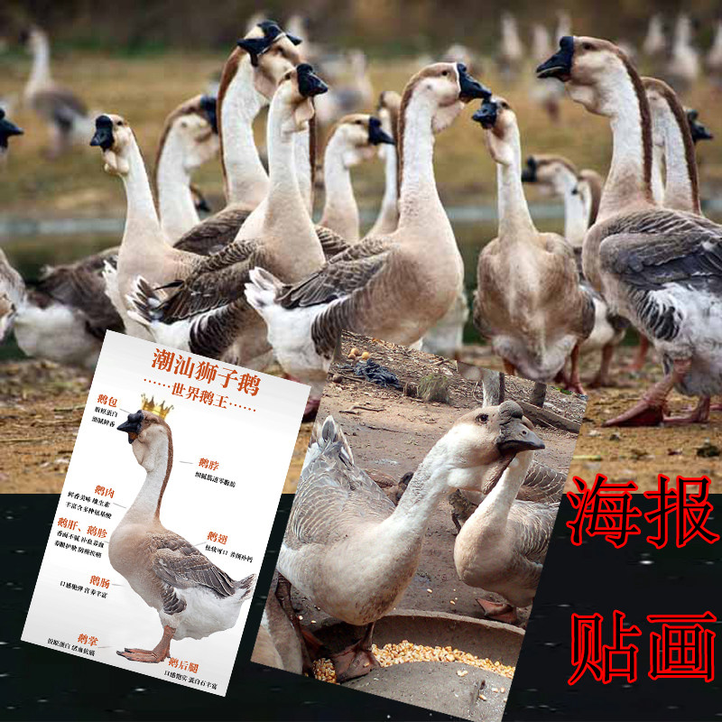 狮头鹅装饰画贴图海报大幅背胶动现代装饰画
