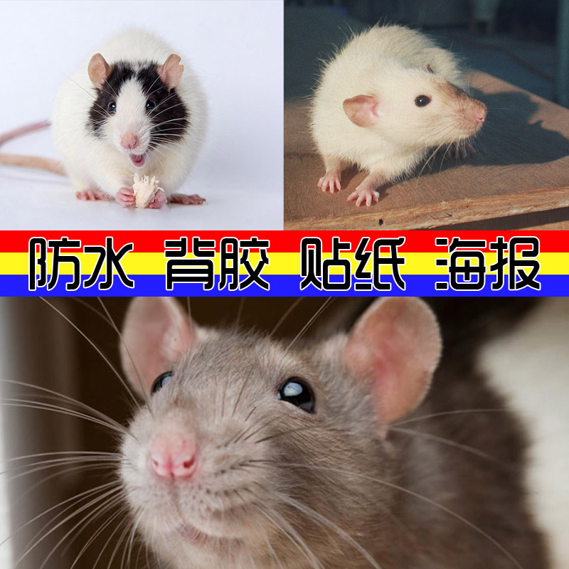 装饰画贴图壁纸海报老鼠动物鼠首十二生肖田鼠仓鼠背胶贴图片贴画
