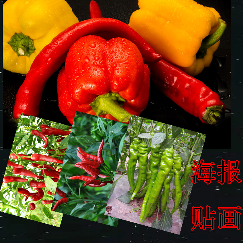 装饰画贴图辣椒蔬菜海报农家乐厨房大幅背胶自贴写真高清印刷
