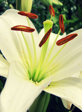 百合花写真照片装饰画