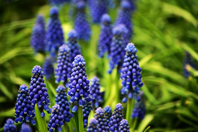 海报装饰画 花卉植物特写摄影贴画 风信子贴图挂画精品漂亮高清晰