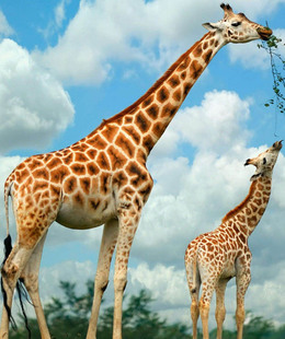 大幅贴画壁纸 长颈鹿美图简约电视墙可爱动物照片写真海报 装 饰画