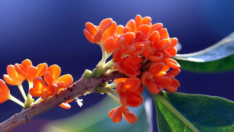 海报装饰画 美图花卉植物微拍特写 桂花照片写真 尺寸支持订做图片