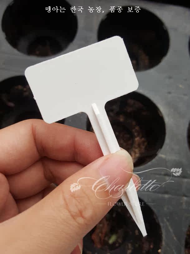 韩国标准花牌 多肉植物空白 标签4CM塑料园艺插牌进口牌子 插牌图片