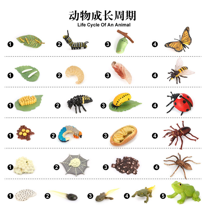 34款动物成长周期模型套装昆虫蝴蝶蜜蜂青蛙蜘蛛瓢虫蜗牛早教玩具