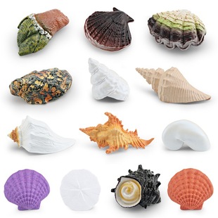 仿真儿童认知海洋贝壳模型扇贝蝾螺沙美元鹦鹉螺骨螺蛾螺摆件
