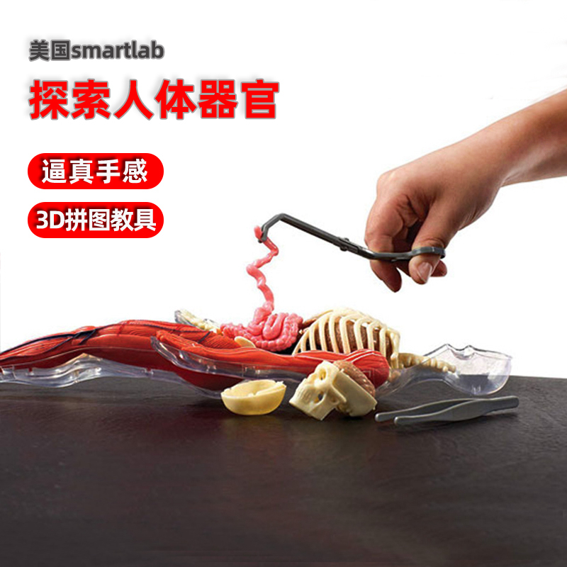 美国人体模型拼图smartlab教玩具