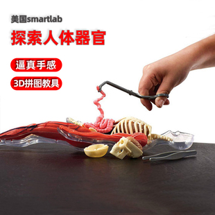 美国smartlab医学科普拼图儿童版可拆卸人体模型解剖器官教具玩具