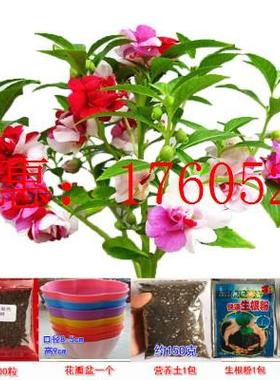 凤仙花种子染指甲花种籽重瓣室内阳台花卉四季开花易种凤仙花盆栽