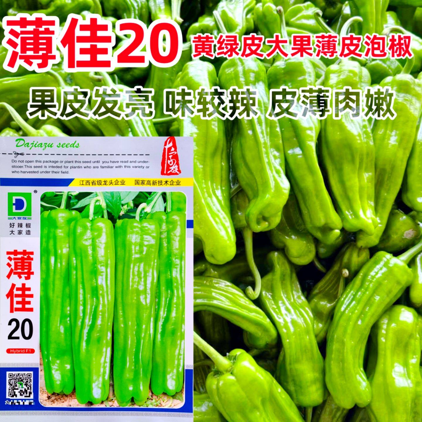 薄佳20辣椒种子一代杂交早熟黄皮大果薄皮果皮发亮味较辣皮薄肉嫩