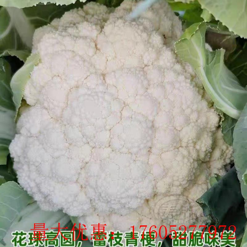 高产花椰菜播65白玉兰耐热白种子菜南北方松花春秋种子早中熟神良 鲜花速递/花卉仿真/绿植园艺 家庭园艺种子 原图主图