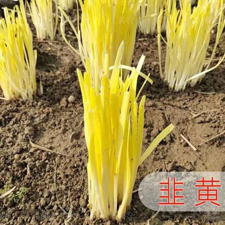 韭黄种子种籽黄韭蔬菜苗四季根盆栽菜籽菜种籽种南方种韭菜根苗