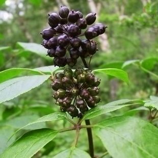中药材刺五加种子  五加皮 刺拐棒坎拐棒子老虎潦 榨油 制肥皂