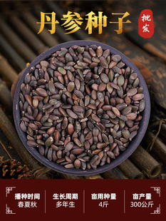 精选丹参种子丹参苗材紫丹参种籽赤参红血参四季种植红花种孑