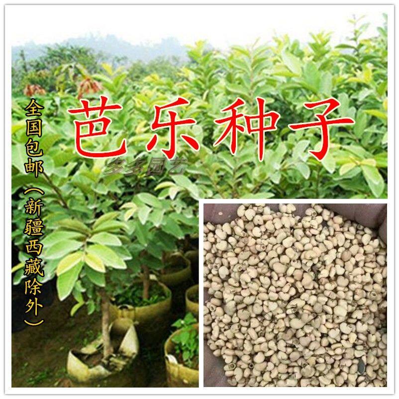 散装芭乐种子土芭乐苗种砖木头珍珠芭乐红白嫁接头番石榴种子