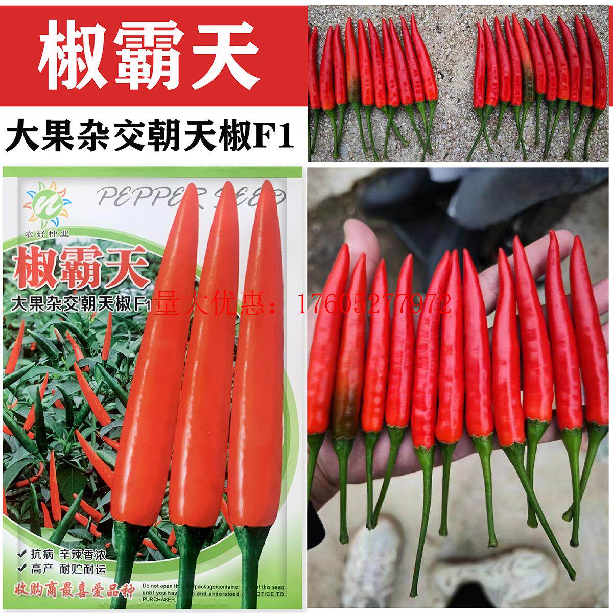 椒霸天大果杂交朝天椒种子高产早中熟硬度好超辣小米辣椒大田种孑