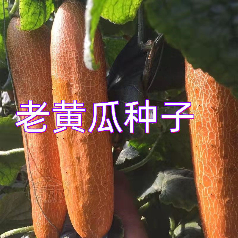 老黄瓜种子南方北方春夏秋季播种耐热四季盆栽特大黄皮黄瓜种籽孑