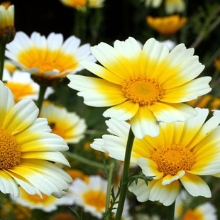 茼蒿菊种子木茼蒿多年生宿根花草种子木春菊种子景观花海易种