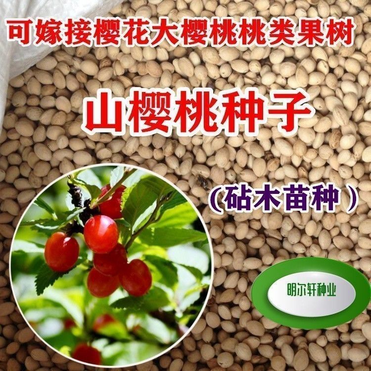 山樱桃种子毛樱桃山樱桃梅桃山豆子樱桃李桃种子砧木嫁接樱桃桃树