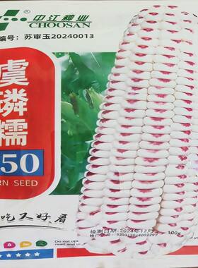 虞璘糯150玉米种子大棒鲜食一点红玉美人玉米种籽非转基因糯玉米