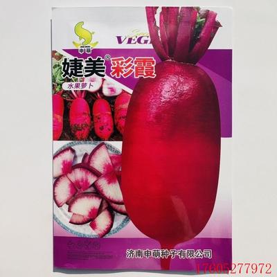 婕美彩霞萝卜种籽杂交一代紫红皮穿心红水果萝卜种子脆甜多汁秋季