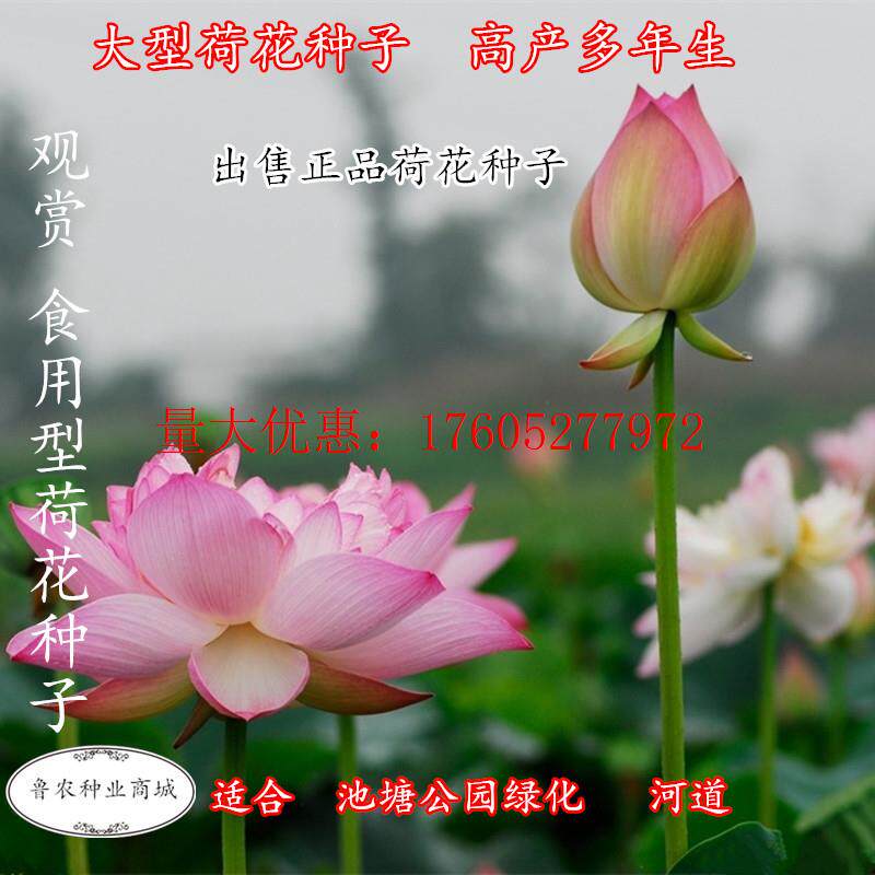 大型荷花种子高产观赏荷花碗莲花籽池塘专用莲藕种已开口水生花卉