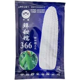 中苗鲜甜糯366白甜糯玉米种子春秋播大棒早熟高产鲜食白玉米种籽