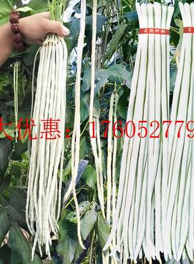 白条长豆角种子白色豇豆种籽春秋四季搭架豆籽农家不老芸豆种孑