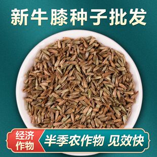 种籽2024新种牛膝种子怀牛膝山苋菜牛夕四季易种川牛膝种子