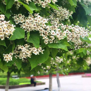 梓树种子  河楸 臭梧桐 黄花楸 水桐楸 木角豆 黄金树种子