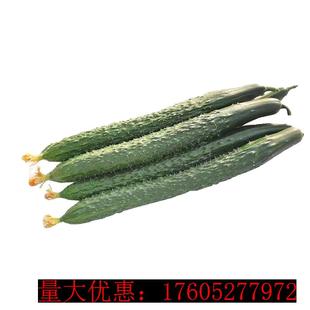 亮优B12黄瓜种子早熟高产耐高温抗病黑亮型绿肉黄瓜南北方四季 播