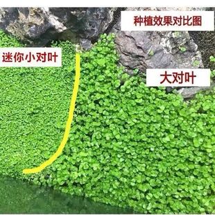 四季速成水草种子生态鱼缸水缸前景草坪草籽造景大小对叶牛毛草籽