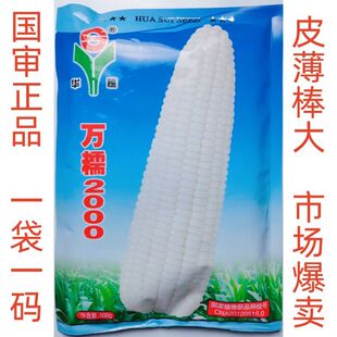 1斤装华穗万糯2000玉米种子鲜食白糯玉米种国审包邮皮薄棒大清香