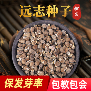 精选远志种籽新远志种子春秋四季种植抗旱抗寒材黄芩柴胡苦参