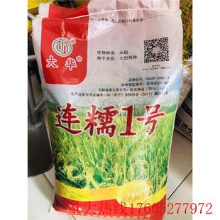 连糯1号糯稻种子珍珠糯米水稻种籽高产大穗大粒中糯长粒粘稻种孑
