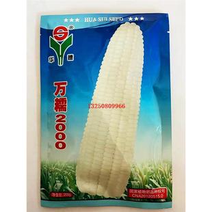 万糯2000玉米种子批发中熟白糯玉米单交种籽大棒高产大田用苞谷孑